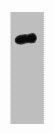 HA-Tag Monoclonal Antibody