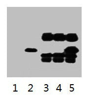 V5-Tag Monoclonal Antibody