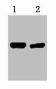V5-Tag Monoclonal Antibody