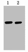 Strep-Tag Monoclonal Antibody