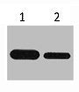 Flag-Tag Monoclonal Antibody