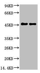 GFAP Monoclonal Antibody