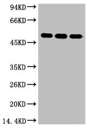 FH Monoclonal Antibody