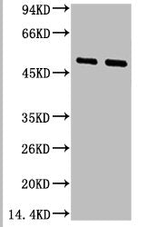 FCER2 Monoclonal Antibody