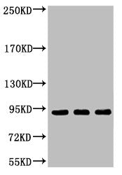 POU2F1 Monoclonal Antibody