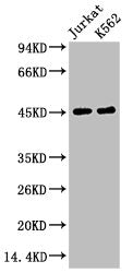 FCGR3A Monoclonal Antibody
