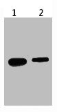 HSV-Tag Monoclonal Antibody