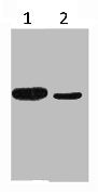 His-Tag Monoclonal Antibody