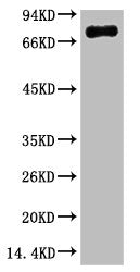 TF Monoclonal Antibody