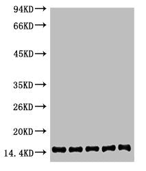 Histone H2B Monoclonal Antibody