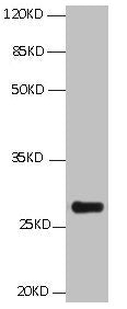 BCL2L1 Monoclonal Antibody