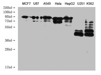 CANX Monoclonal Antibody