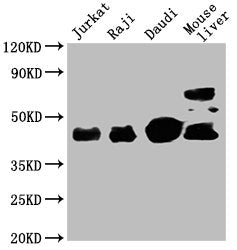 CD48 Monoclonal Antibody