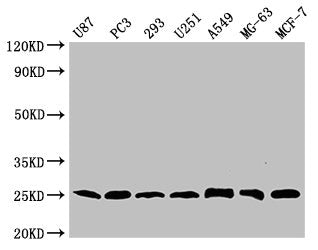 CD9 Monoclonal Antibody