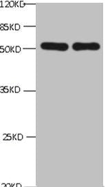 CHGA Monoclonal Antibody