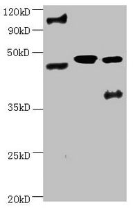 ENO2 Monoclonal Antibody