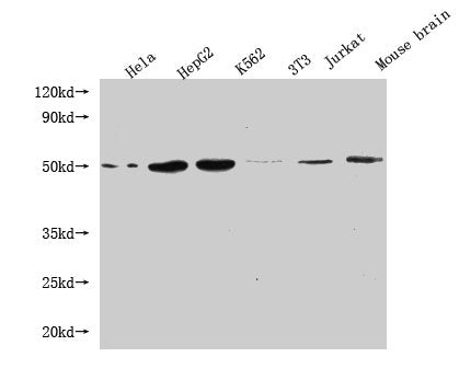 FLOT1 Monoclonal Antibody