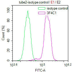 Phospho-Histone H3(Ser28) Monoclonal Antibody
