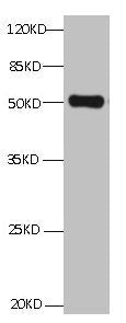 ANXA2 Monoclonal Antibody