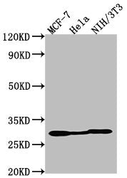 LGALS3 Monoclonal Antibody