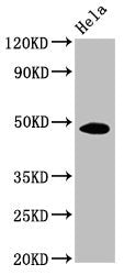 MYC Monoclonal Antibody