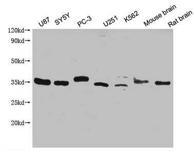 SDCBP Monoclonal Antibody