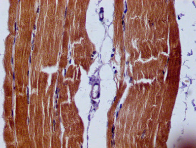 SLN Monoclonal Antibody