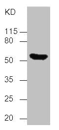 TP53 Monoclonal Antibody