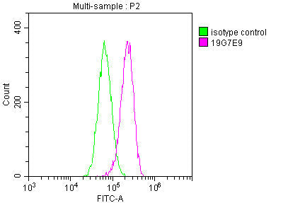YWHAZ Monoclonal Antibody