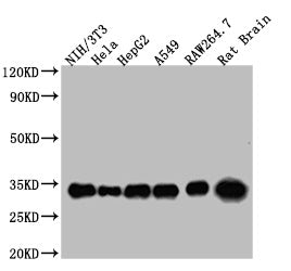 YWHAZ Monoclonal Antibody