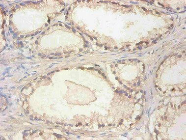 CST3 Monoclonal Antibody