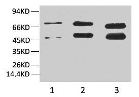 Phosphoserine Monoclonal Antibody
