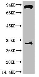 ARNT Monoclonal Antibody