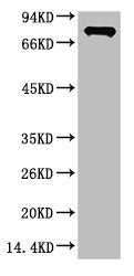 Luciferase Monoclonal Antibody