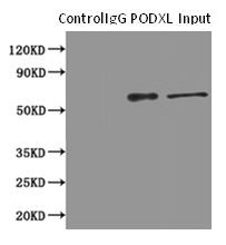 PODXL Monoclonal Antibody