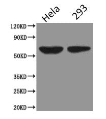 PODXL Monoclonal Antibody