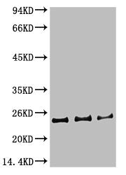 CBX5 Monoclonal Antibody