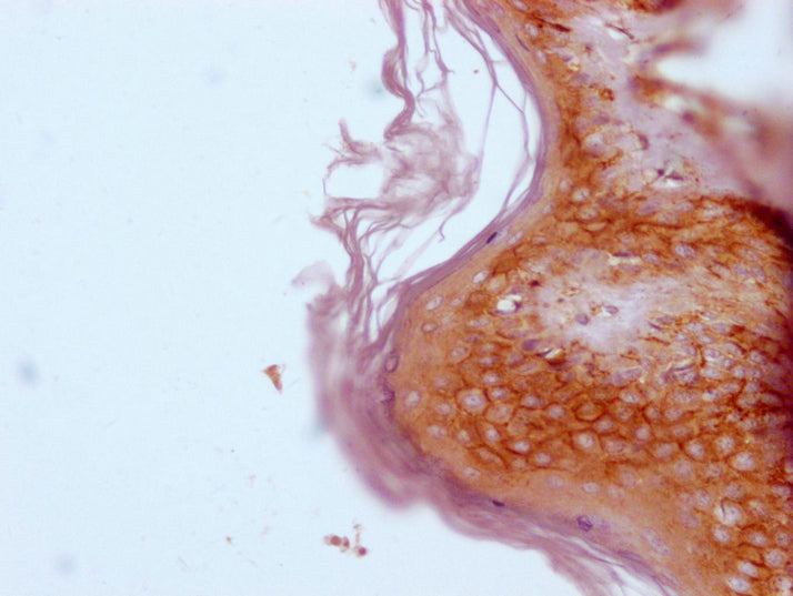 CD44 Monoclonal Antibody