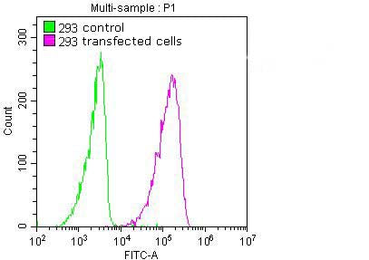 Flag-Tag Monoclonal Antibody