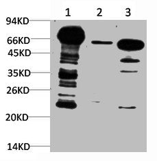 Ubiquitin Monoclonal Antibody