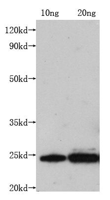 M Monoclonal Antibody