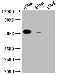 N Antibody