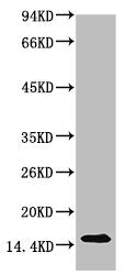 TTR Monoclonal Antibody