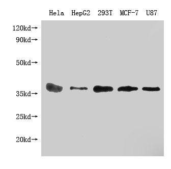 PPA1 Monoclonal Antibody
