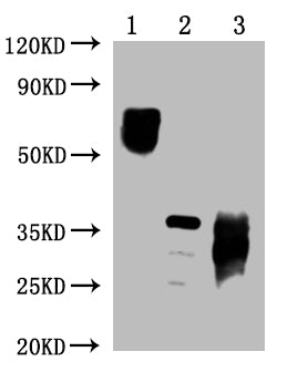 PD-1 Monoclonal Antibody
