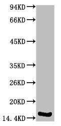 TTR Monoclonal Antibody
