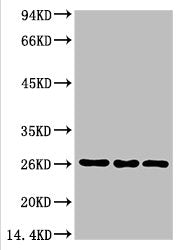 CBX3 Monoclonal Antibody