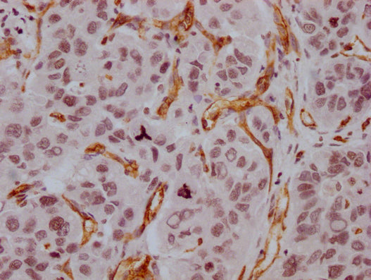 CD34 Monoclonal Antibody