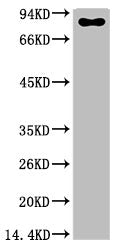 Luciferase Monoclonal Antibody