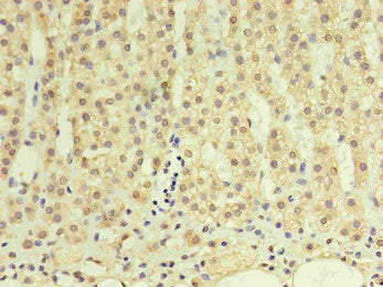GDF15 Monoclonal Antibody